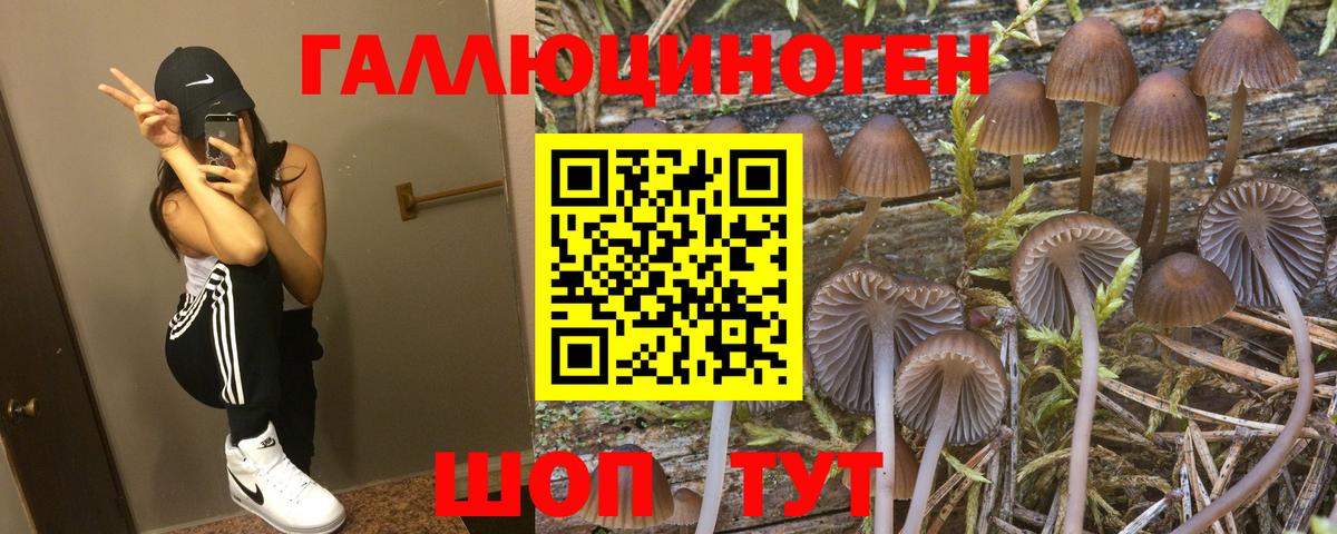 Краснознаменск  Псилоцибиновые грибы MAGIC MUSHROOMS  Вход с VPN 